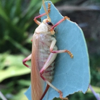 Paragryllacris sp. (genus) (Raspy or Tree cricket) at QPRC LGA - 8 Jan 2018 by Wandiyali