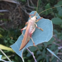 Paragryllacris sp. (genus) at Googong, NSW - 8 Jan 2018