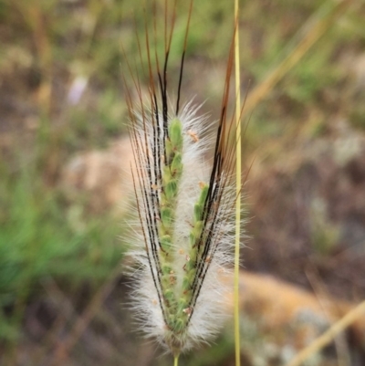Dichanthium sericeum (Queensland Blue-grass) at Jerrabomberra, NSW - 8 Jan 2018 by Wandiyali