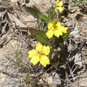 Goodenia hederacea subsp. hederacea at Tuggeranong DC, ACT - 3 Jan 2018 10:14 AM