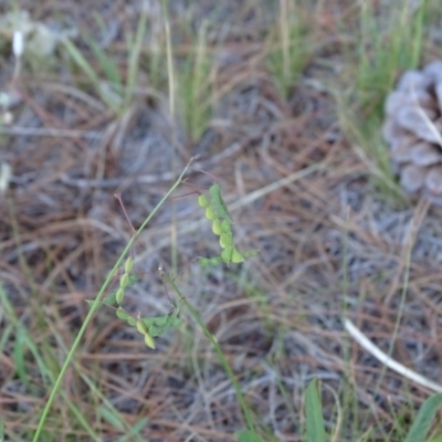 Grona varians (Slender Tick-Trefoil) at Isaacs Ridge and Nearby - 6 Jan 2018 by Mike