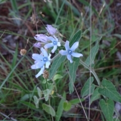 Oxypetalum coeruleum (Tweedia or Southern Star) at Isaacs, ACT - 6 Jan 2018 by Mike