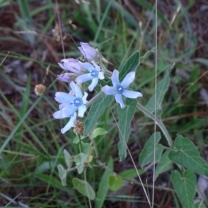 Oxypetalum coeruleum at Isaacs, ACT - 7 Jan 2018 07:21 AM