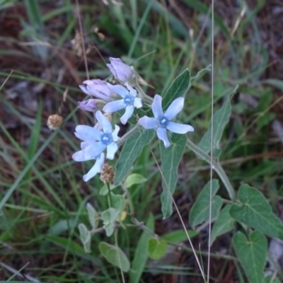 Oxypetalum coeruleum (Tweedia or Southern Star) at Isaacs, ACT - 7 Jan 2018 by Mike