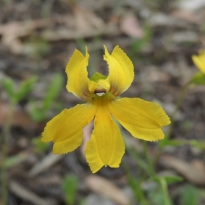 Goodenia paradoxa at Michelago, NSW - 26 Dec 2017