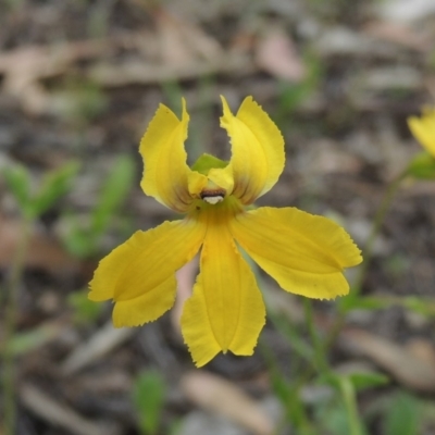 Goodenia paradoxa (Spur Goodenia) at Michelago, NSW - 26 Dec 2017 by MichaelBedingfield