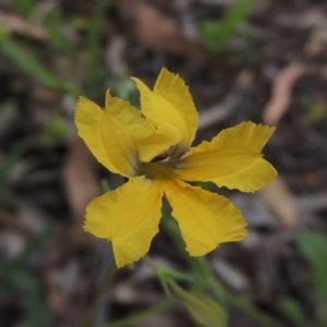 Goodenia paradoxa at Michelago, NSW - 26 Dec 2017