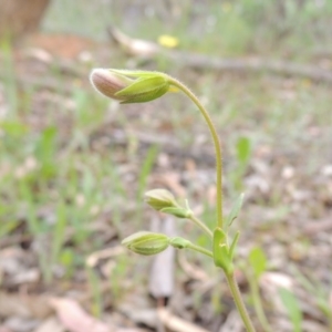 Goodenia paradoxa at Michelago, NSW - 26 Dec 2017