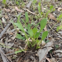 Velleia paradoxa at Michelago, NSW - 26 Dec 2017