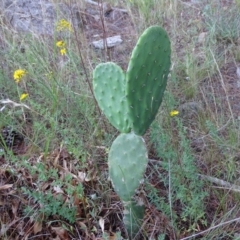 Opuntia stricta (Common Prickly Pear) at Isaacs Ridge and Nearby - 6 Jan 2018 by Mike