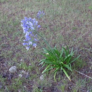 Agapanthus praecox subsp. orientalis at Isaacs, ACT - 7 Jan 2018 07:33 AM