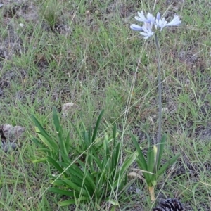 Agapanthus praecox subsp. orientalis at Isaacs, ACT - 7 Jan 2018 07:33 AM