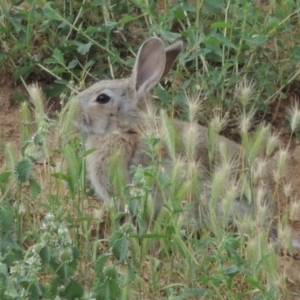 Oryctolagus cuniculus at Michelago, NSW - 26 Dec 2017