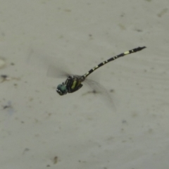 Parasynthemis regina (Royal Tigertail) at Molonglo Valley, ACT - 10 Jan 2018 by Christine