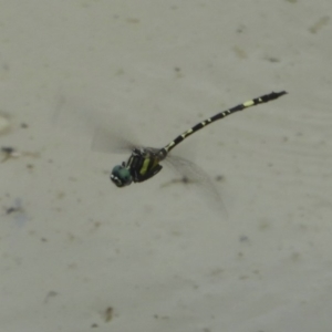 Parasynthemis regina at Molonglo Valley, ACT - 11 Jan 2018 12:00 AM