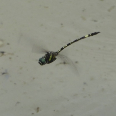 Parasynthemis regina (Royal Tigertail) at Molonglo Valley, ACT - 11 Jan 2018 by Christine