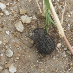 Helea ovata (Pie-dish beetle) at Molonglo Valley, ACT - 11 Jan 2018 by Christine