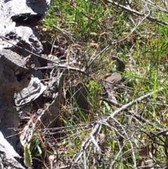 Varanus rosenbergi (Heath or Rosenberg's Monitor) at Mount Ainslie - 31 Dec 2017 by michaelb