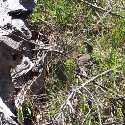 Varanus rosenbergi (Heath or Rosenberg's Monitor) at Ainslie, ACT - 31 Dec 2017 by michaelb