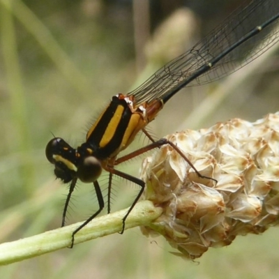 Nososticta solida (Orange Threadtail) at Jerrabomberra Wetlands - 11 Jan 2018 by Christine