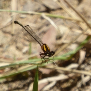 Nososticta solida at Kingston, ACT - 11 Jan 2018 12:00 AM