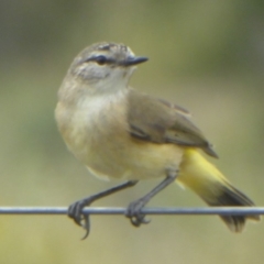 Acanthiza chrysorrhoa (Yellow-rumped Thornbill) at Molonglo Valley, ACT - 11 Jan 2018 by Christine