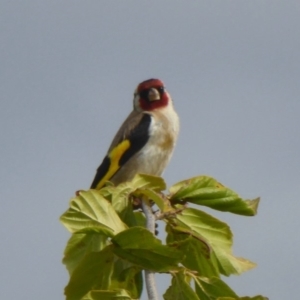 Carduelis carduelis at Molonglo Valley, ACT - 11 Jan 2018