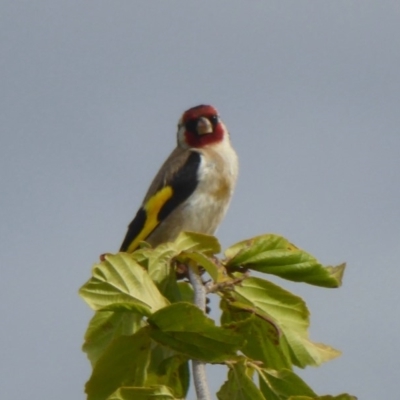 Carduelis carduelis (European Goldfinch) at Molonglo Valley, ACT - 11 Jan 2018 by Christine