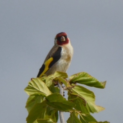 Carduelis carduelis (European Goldfinch) at Molonglo Valley, ACT - 11 Jan 2018 by Christine