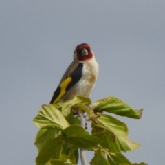 Carduelis carduelis (European Goldfinch) at Molonglo Valley, ACT - 10 Jan 2018 by Christine