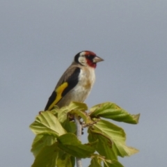Carduelis carduelis at Molonglo Valley, ACT - 11 Jan 2018