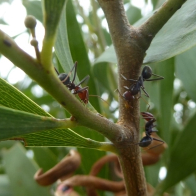Iridomyrmex purpureus (Meat Ant) at National Arboretum Woodland - 10 Jan 2018 by Christine