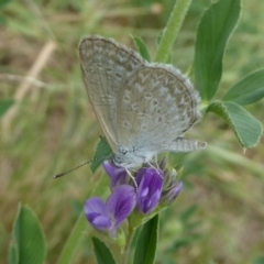 Zizina otis (Common Grass-Blue) at Molonglo Valley, ACT - 11 Jan 2018 by Christine