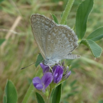 Zizina otis (Common Grass-Blue) at Molonglo Valley, ACT - 10 Jan 2018 by Christine