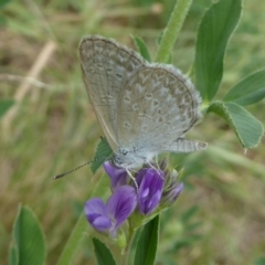 Zizina otis (Common Grass-Blue) at Molonglo Valley, ACT - 10 Jan 2018 by Christine