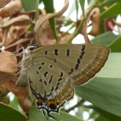 Jalmenus evagoras (Imperial Hairstreak) at National Arboretum Woodland - 10 Jan 2018 by Christine