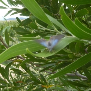 Jalmenus evagoras at Molonglo Valley, ACT - 11 Jan 2018