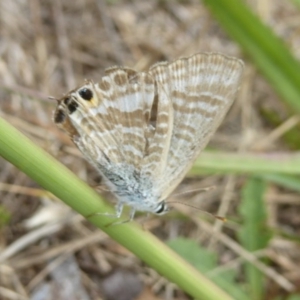 Lampides boeticus at Molonglo Valley, ACT - 11 Jan 2018