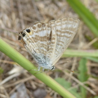 Lampides boeticus (Long-tailed Pea-blue) at Molonglo Valley, ACT - 11 Jan 2018 by Christine