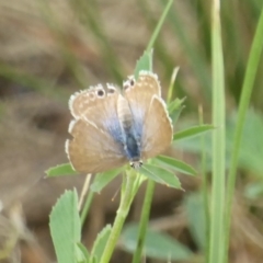 Lampides boeticus at Molonglo Valley, ACT - 11 Jan 2018