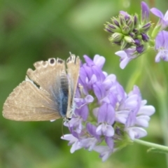 Lampides boeticus at Molonglo Valley, ACT - 11 Jan 2018