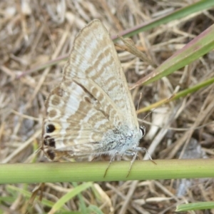 Lampides boeticus at Molonglo Valley, ACT - 11 Jan 2018