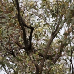 Lalage tricolor (White-winged Triller) at Michelago, NSW - 1 Jan 2014 by Illilanga