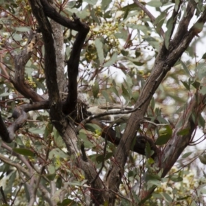 Lalage tricolor at Michelago, NSW - 2 Jan 2014 07:30 AM