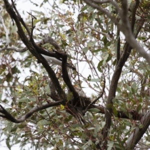 Lalage tricolor at Michelago, NSW - 2 Jan 2014 07:30 AM