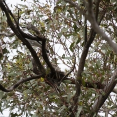 Lalage tricolor at Michelago, NSW - 2 Jan 2014 07:30 AM