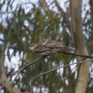 Lalage tricolor at Michelago, NSW - 11 Feb 2014 08:19 AM