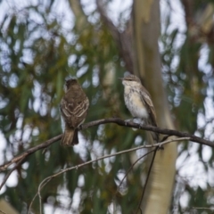 Lalage tricolor at Michelago, NSW - 11 Feb 2014 08:19 AM