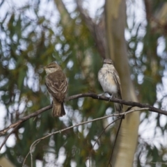 Lalage tricolor at Michelago, NSW - 11 Feb 2014 08:19 AM