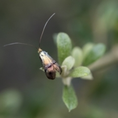 Nemophora (genus) (A Fairy Moth) at Illilanga & Baroona - 28 Dec 2017 by Illilanga
